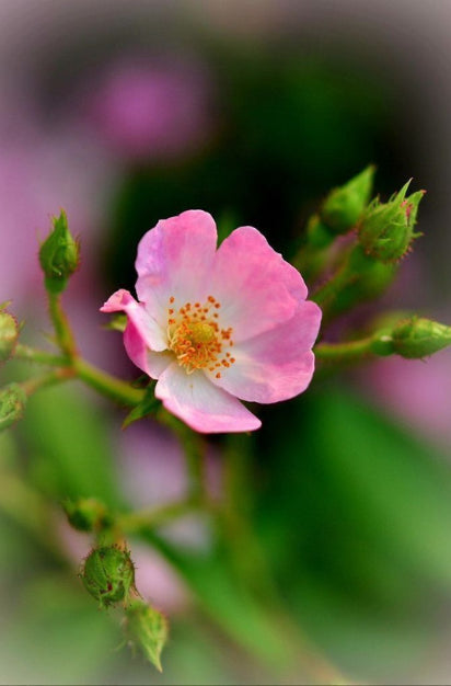 Rosa Canina