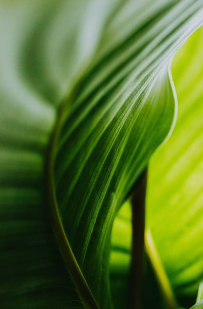 Saw Palmetto Extract