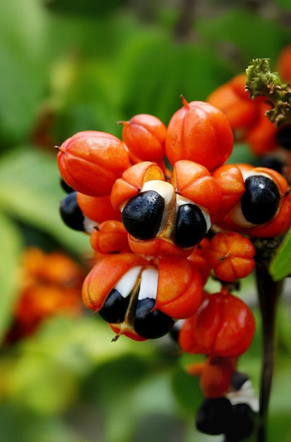 Guarana Extract