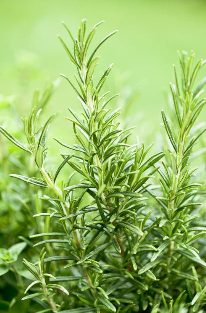 Rosemary Extract