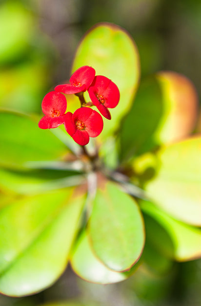 Capparis Leaf Extract