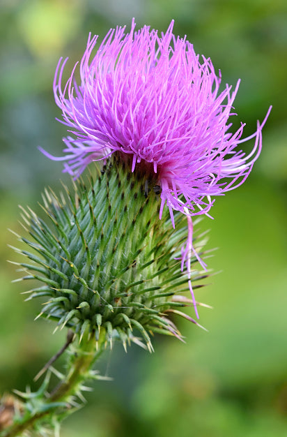Spinosa Leaf Extract